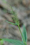 Dichanthelium polyanthes (Schultes) Mohlenbrock