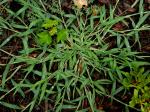 Digitaria sanguinalis (L.) Scop.