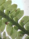 Diplophyllum apiculatum (A. Evans) Steph.