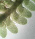 Diplophyllum apiculatum (A. Evans) Steph.