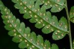 Dryopteris cristata × goldieana