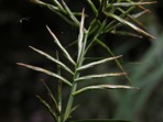Dulichium arundinaceum (L.) Britton var. arundinaceum