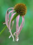Echinacea laevigata (C.L. Boynt. & Beadle) Blake