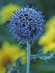 Echinops sphaerocephalus L.