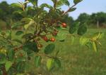 Elaeagnus multiflora Thunb.