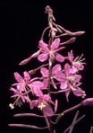 Chamerion angustifolium (L.) Holub