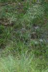 Eragrostis curvula (Schrad.) Nees