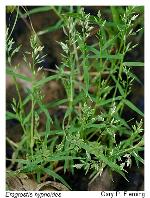Eragrostis hypnoides (Lam.) B.S.P.