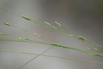 Eragrostis refracta (Muhl.) Scribn.