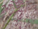 Eragrostis spectabilis (Pursh) Steud.
