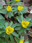 Eranthis hyemalis (L.) Salisb.