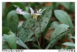 Erythronium albidum Nutt.