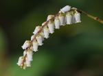 Eubotrys recurvus (Buckl.) Britt.
