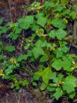 Euphorbia cyathophora Murr.