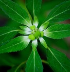Euphorbia dentata Michx.