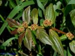 Euphorbia hirta L.