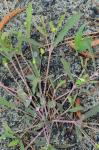 Euphorbia ipecacuanhae L.