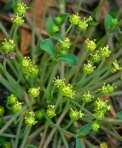 Euphorbia ipecacuanhae L.