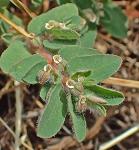 Euphorbia maculata L.