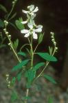 Exochorda racemosa (Lindl.) Rehd.