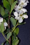 Exochorda racemosa (Lindl.) Rehd.