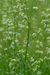 Galium mollugo L.