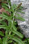 Gamochaeta coarctata (Willd.) Kerg.
