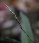 Glyceria acutiflora Torr.