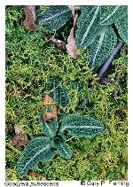 Goodyera pubescens (Willd.) R.Br. ex Aiton f.