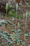 Goodyera pubescens (Willd.) R.Br. ex Aiton f.