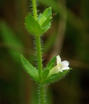 Sophronanthe pilosa (Michx.) Small