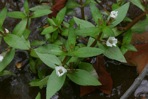 Gratiola virginiana L. var. virginiana