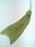 Grimmia laevigata (Bridel) Bridel