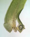 Grimmia laevigata (Bridel) Bridel