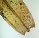 Grimmia pilifera Palisot de Beauvois