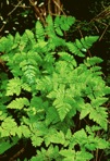 Gymnocarpium appalachianum Pryer and Haufler