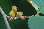 Hamamelis virginiana L. var. virginiana