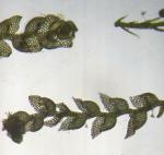 Harpalejeunea molleri (Steph.) Grolle ssp. integra (R. M. Schust.) Damsh. 