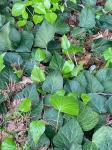 Hedera algeriensis Hibberd