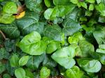 Hedera algeriensis Hibberd