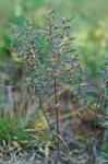 Crocanthemum propinquum (Bicknell) Bicknell