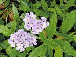 Heliotropium amplexicaule Vahl