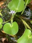 Heteranthera pauciflora C.N. Horn