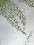 Lophocolea heterophylla (Schrad.) Dum.