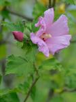 Hibiscus syriacus L.