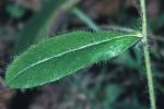Hieracium gronovii L.