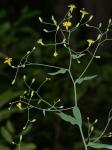 Hieracium paniculatum L.