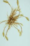 Hordeum murinum L.