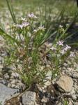 Houstonia nigricans (Lamarck) Fernald var. nigricans