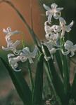 Hyacinthus orientalis L.